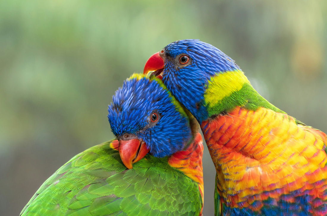 The Ultimate Smart Bird Feeder Buyer’s Guide: Features, Setup, and Tips for Tech-Savvy Bird Lovers